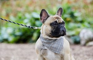 French Bulldog wearing dog bandana