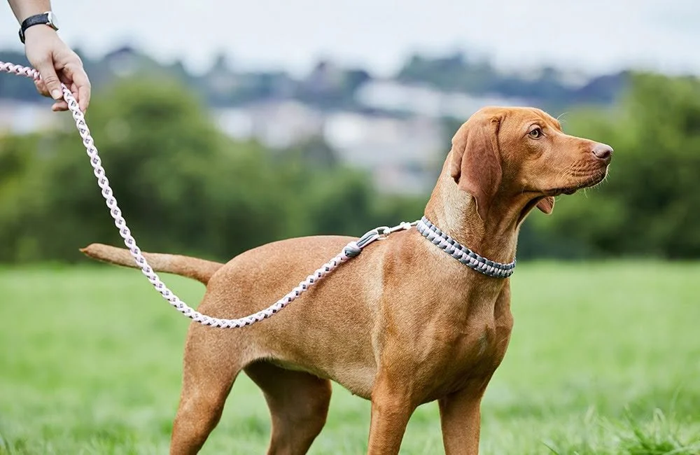 Luxury paracord dog lead