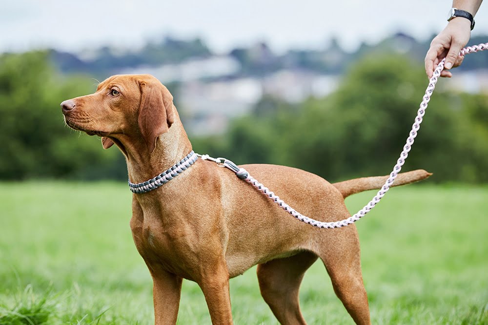 Luxury Paracord dog collar and lead