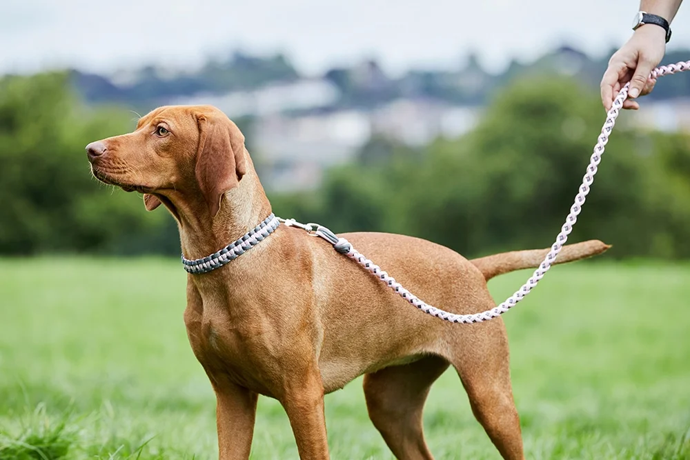 Paracord dog collar and lead