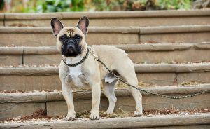 French Bulldog dog collar and lead
