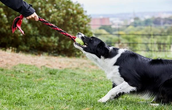 dog tug toy with tennis ball
