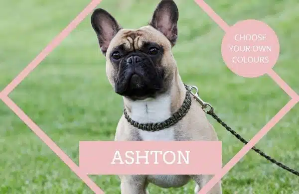 Bespoke paracord dog collar design service 'Ashton' traditional cobra knot in your choice of colours