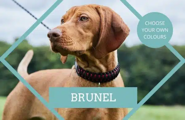 Bespoke paracord dog collar design service 'Brunel' king cobra knot design handmade in your choice of colours