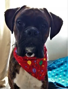 1 year old boxer dog birthday bandana