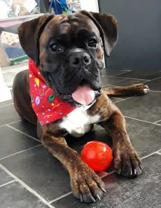 Boxer dog puppy birthday