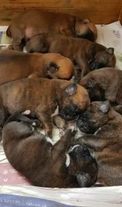 Litter of boxer puppies