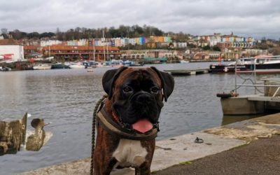 12 dog walks near Bristol & Bath you both will love