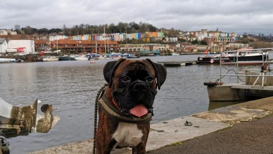 dog walks in and around Bristol