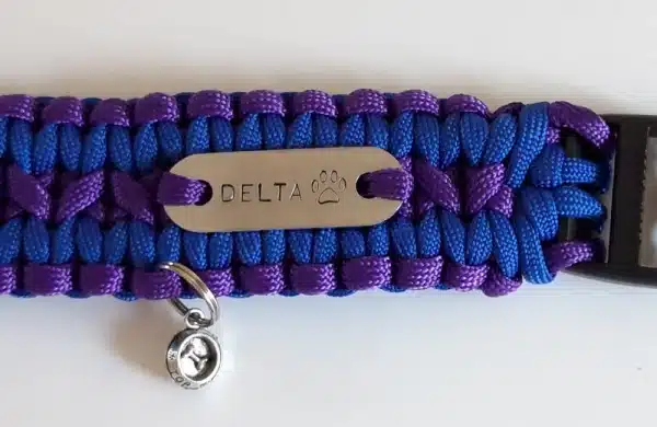 A handmade dog collar braided with purple and blue paracord 550 in the wide solomon bar knot style