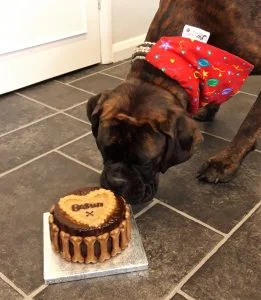 Dog birthday cake smash
