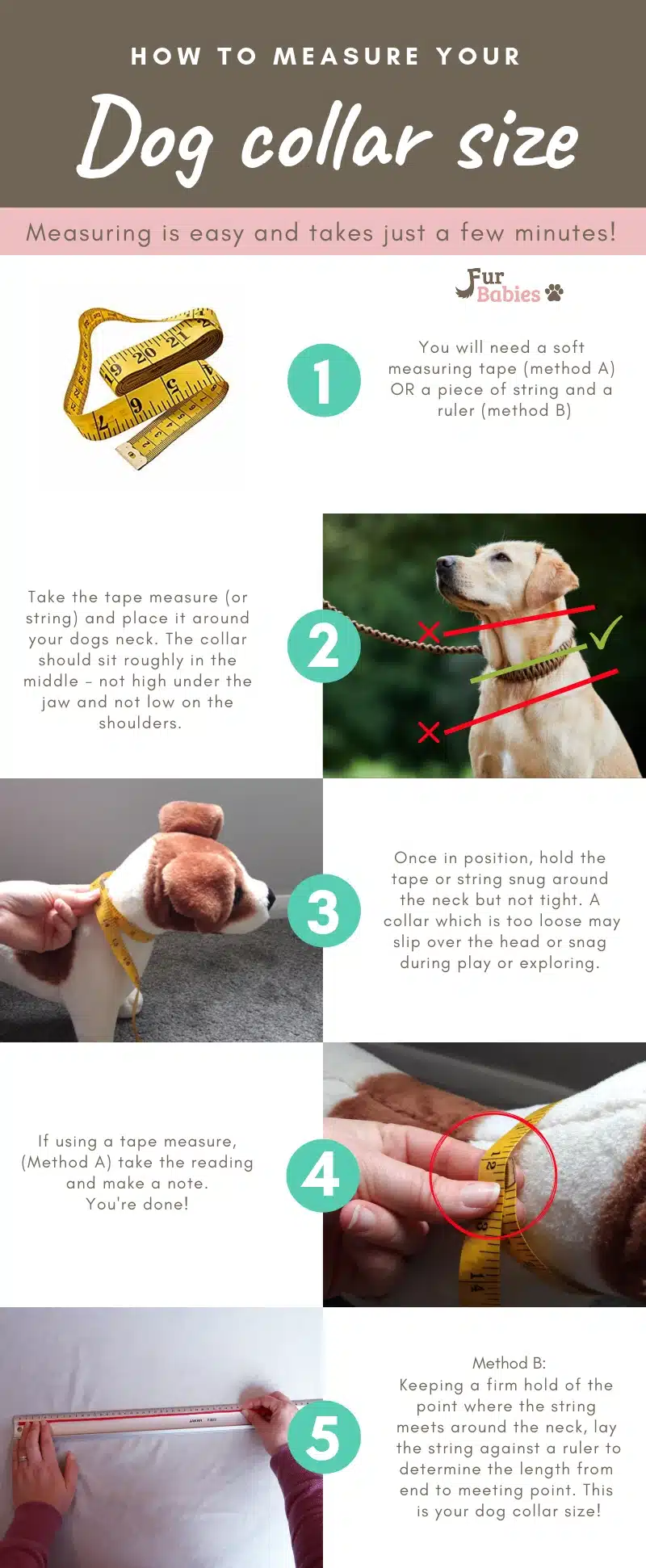 dog collar measuring guide