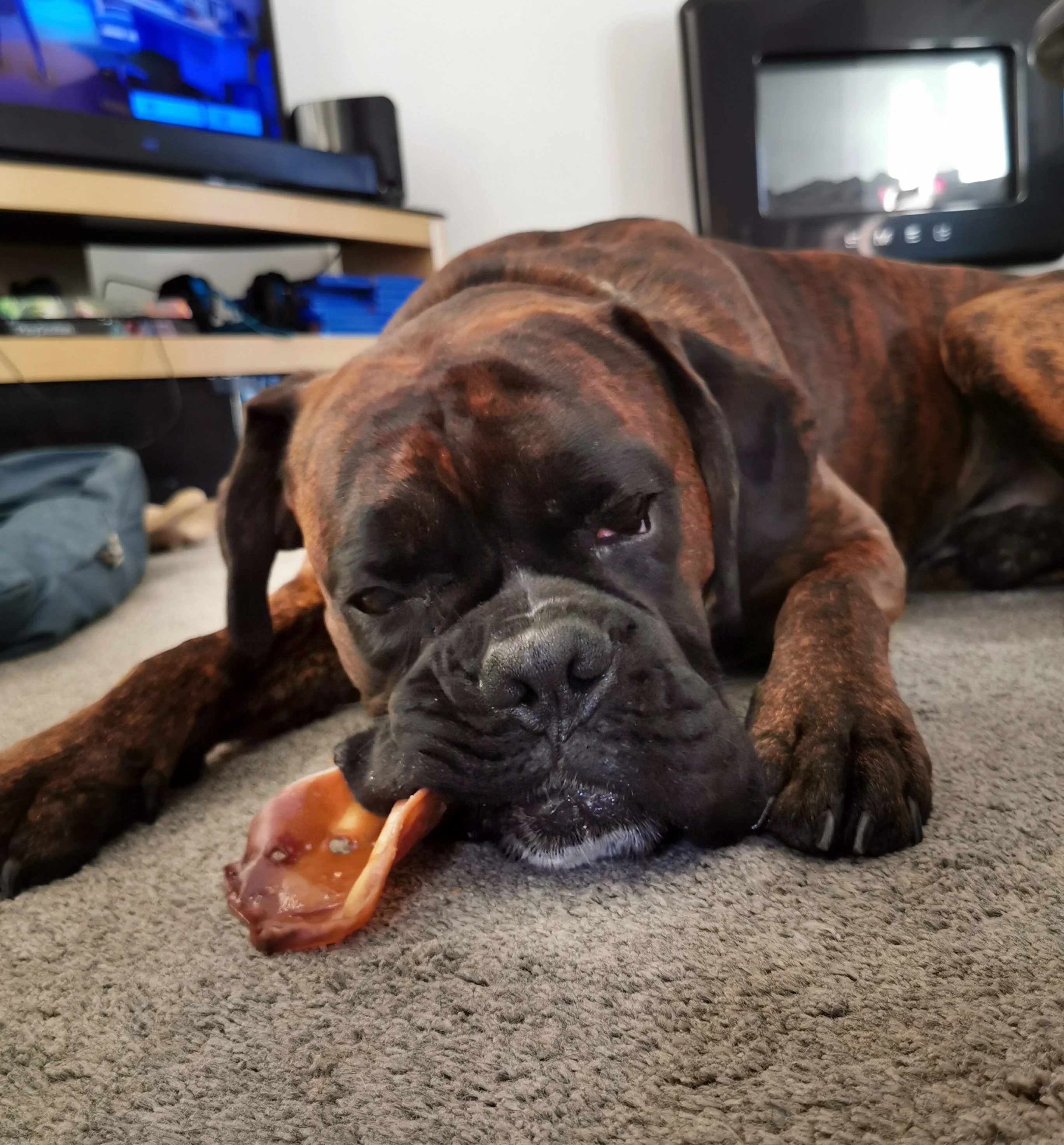boxer dog with chew