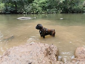 Dog swimming in river at Oldbury Court