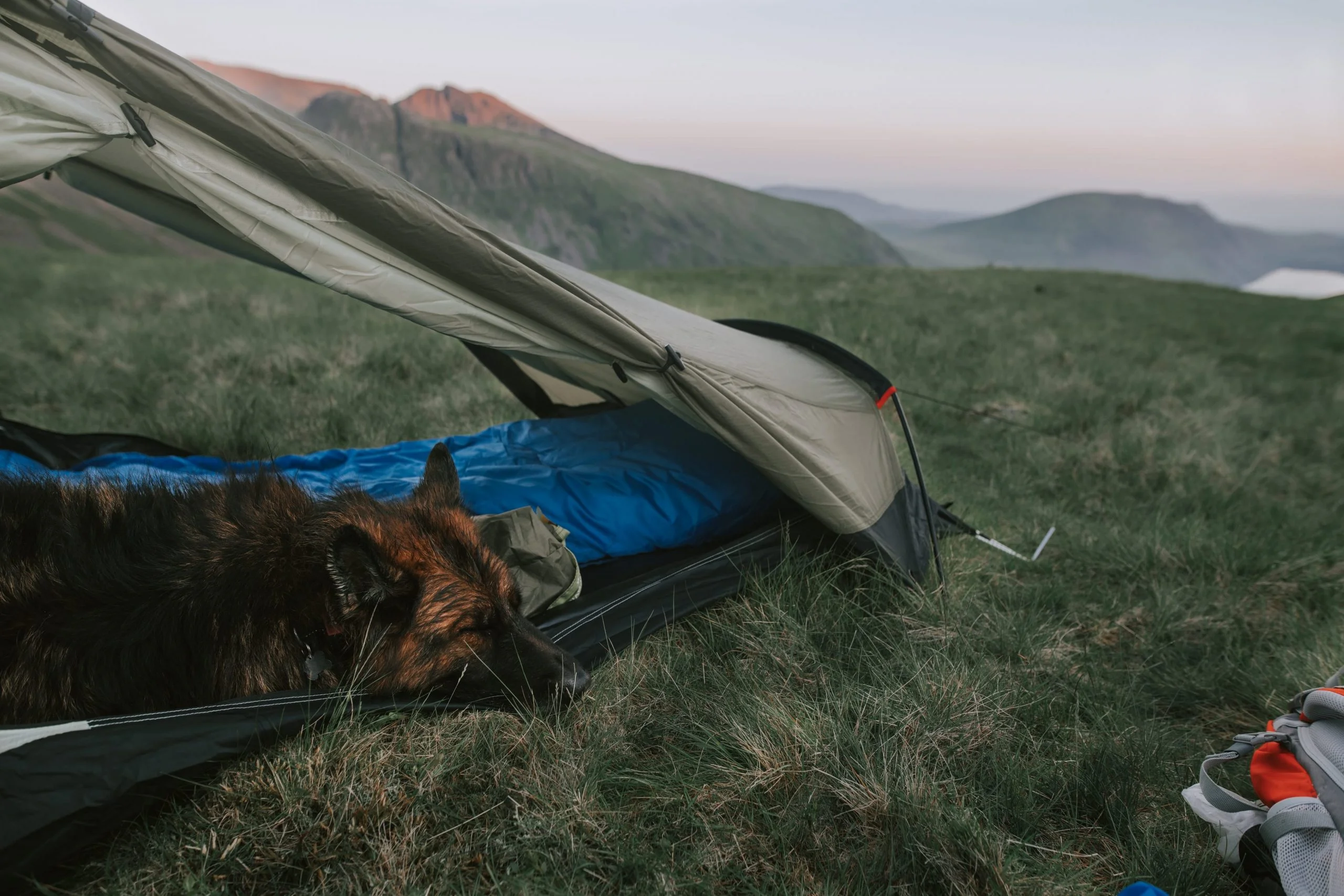 Hiking and camping essentials for dog adventures