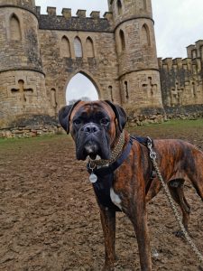 Bath Skyline dog walk, Sham Castle