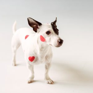Valentines dog accessories