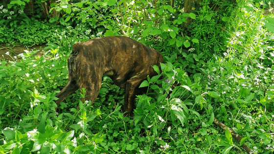 bob tailed boxer dog