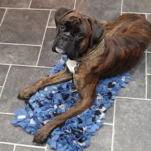 Boxer dog with snuffle mat enrichment activity