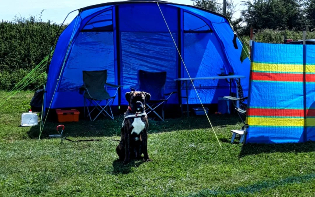 Boxer dog camping tent