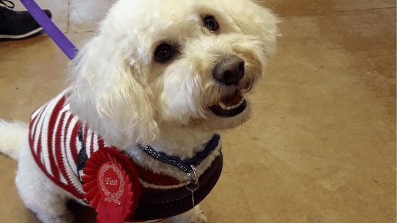 little dog with rosette