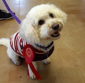 little dog with rosette at dog show