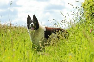 Natural tick prevention for dogs blog