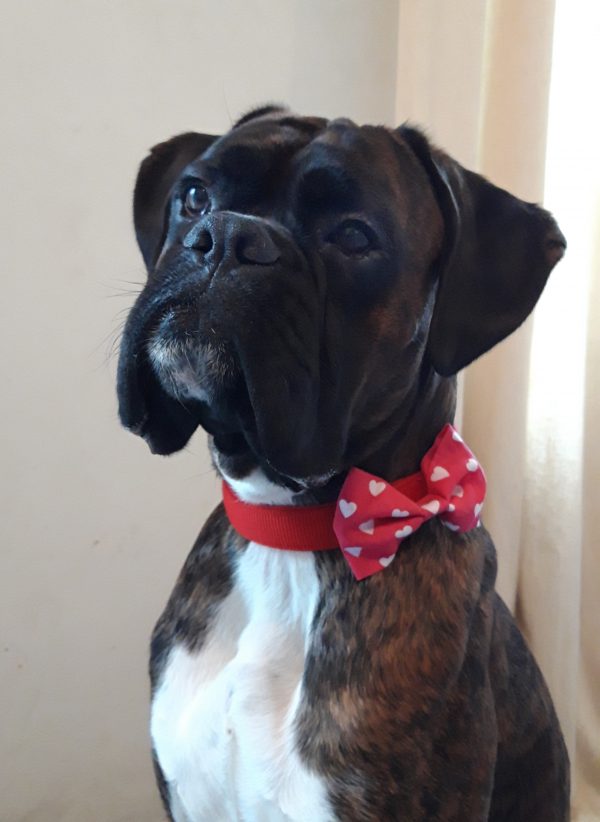 boxer dog in bow tie