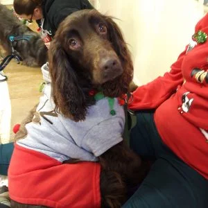spaniel in Christmas outfit at dog show