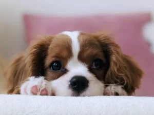 Cute Puppy King Charles Spaniel