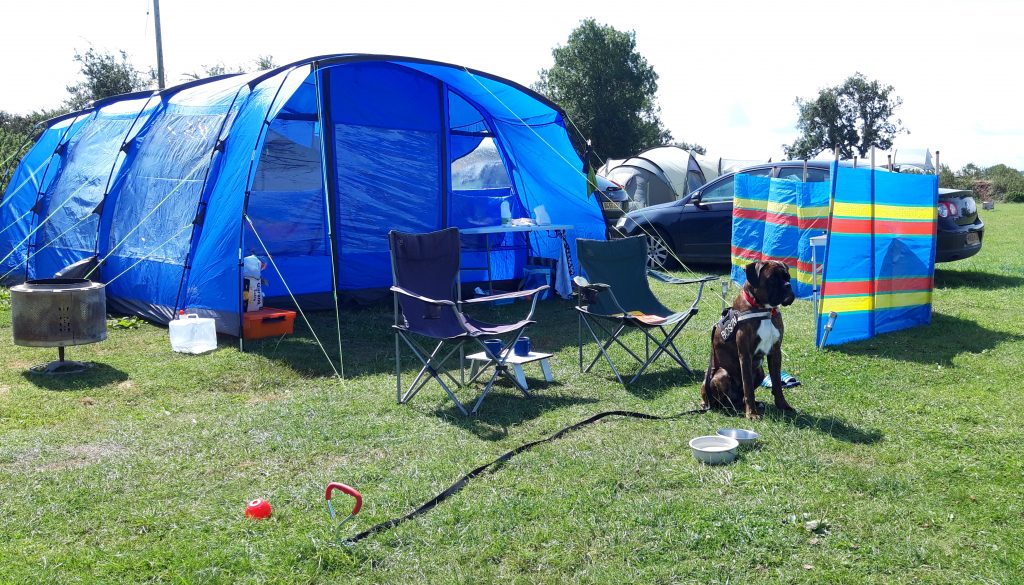 Tying up your dog How to safely secure your dog outside