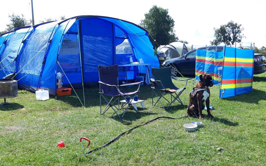 Tethered dog camping