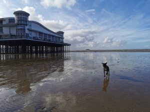 Dog on beach at Weston Super Mare